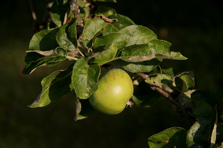 青苹果树摄影照片_青苹果树