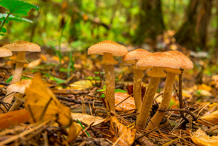 美丽的成熟秋天蘑菇关闭在森林里