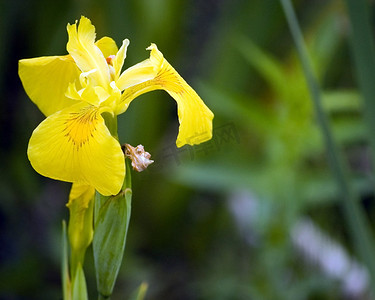 黄鸢尾（Iris pseudacorus）