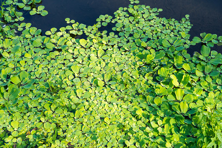 绿色生态封面摄影照片_漂浮在泻湖水面上的浮萍