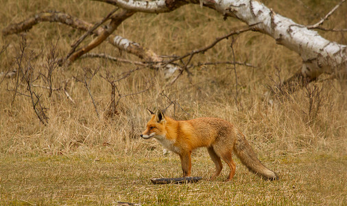 一只狐狸在荷兰