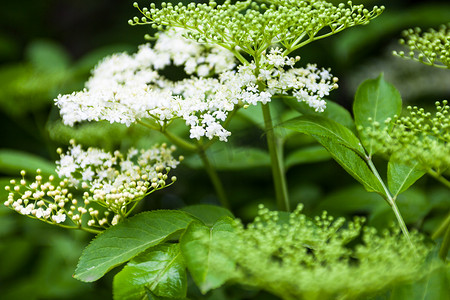 草地花摄影照片_黑接骨木 (Sambucus) 的花和芽