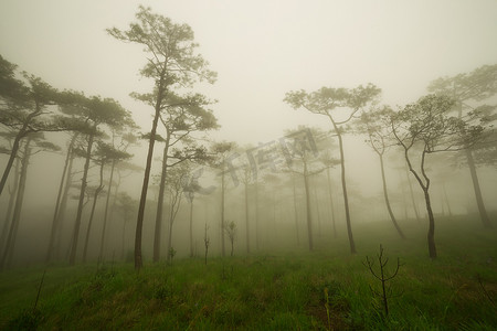 有薄雾和野花领域的杉木森林