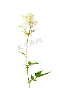 绣线菊（Filipendula ulmaria）