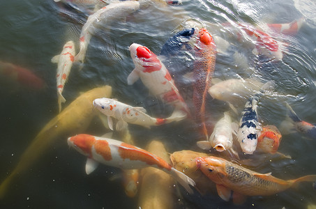 烫金色锦鲤摄影照片_日本锦鲤在水中游泳