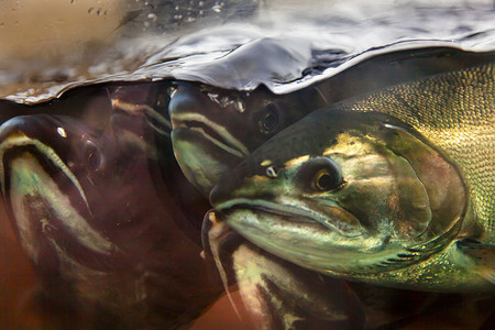 Fear Chinook Coho Salmon Close Up Issaquah Hatchery Washington
