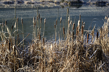 冬天池塘边的芦苇