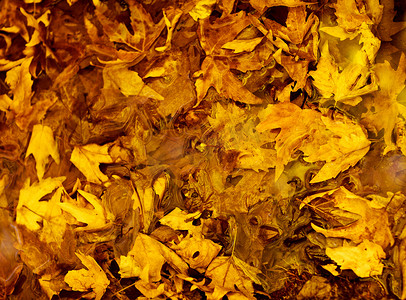 秋天的落叶背景