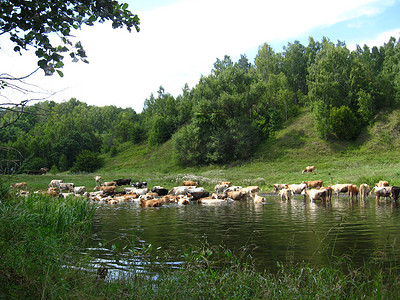 有河和牛的风景