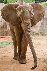大象耳朵摄影照片_大象
