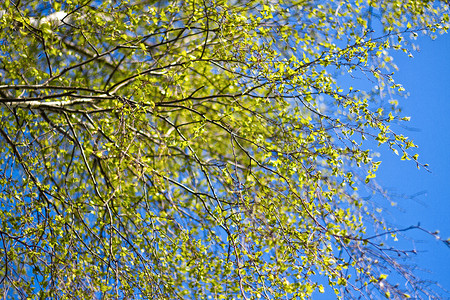 开花效果摄影照片_一棵白桦树的树枝，叶子开花