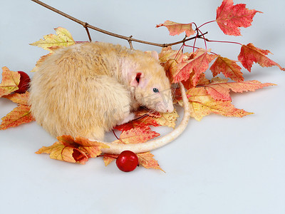老鼠睡在有秋叶的树枝下