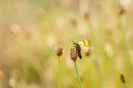 斑点黄色摄影照片_黑色斑点黄色甲虫
