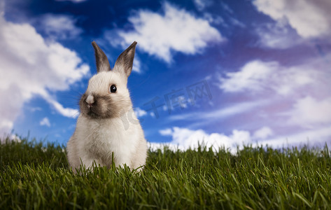 春天的小兔子和绿草