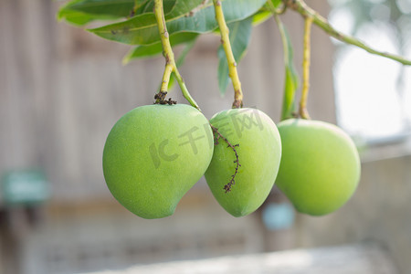 树上芒果摄影照片_树上的甜绿芒果，泰国