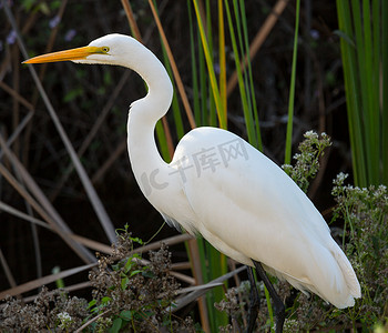 格莱美摄影照片_大白鹭在佛罗里达大沼泽地公园