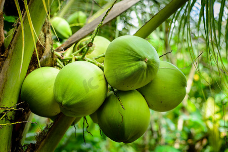 可可椰子树，健康饮食的热带水果