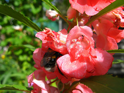 大黄蜂在花上采集花蜜