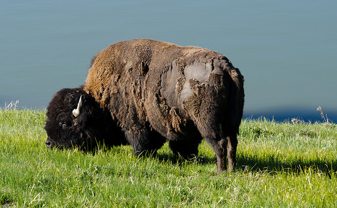 美国黄石湖附近放牧的水牛
