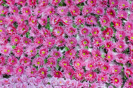大量粉红色的天然花卉无缝背景