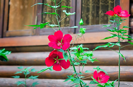 大红色的花摄影照片_房子附近的前花园里开着红色的花。