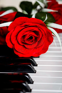 钢琴上的红玫瑰