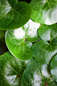 asarabacca (Asarum europaeum) 闪亮的绿叶