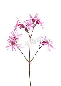 衣衫褴褛的知更鸟 (Lychnis flos-cuculi)