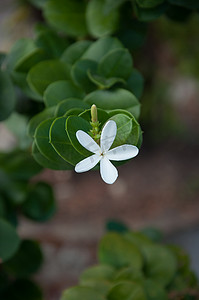 Natal Plum 花 - Carissa grandiflora A. DC。