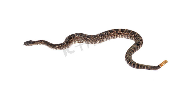 南太平洋响尾蛇 (Crotalus viridis helleri) 在前面