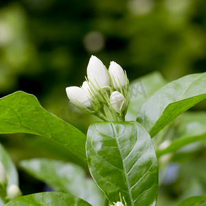 茉莉花