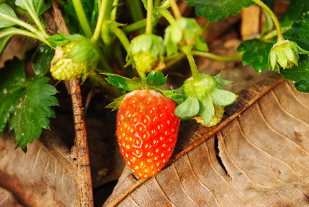 新鲜的草莓水果摄影照片_新鲜的草莓植物