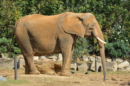 大象耳朵摄影照片_在配置文件中的非洲大象