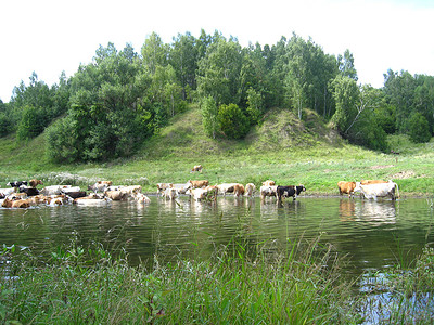 有河和牛的风景