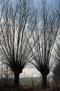 中柳树摄影照片_荷兰 Biesbosch 景观中典型的打结的波拉德柳树