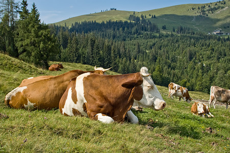 休息的斑驳的奶牛