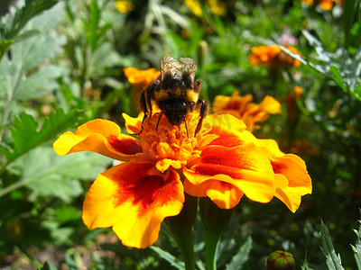 大黄蜂在丁香万寿菊花中
