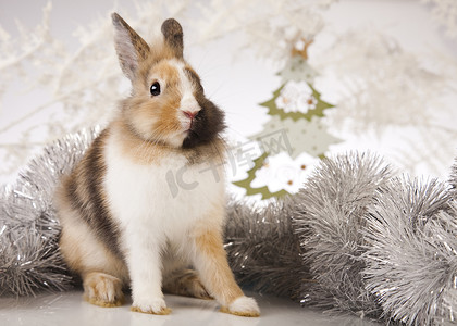 兔子与圣诞节