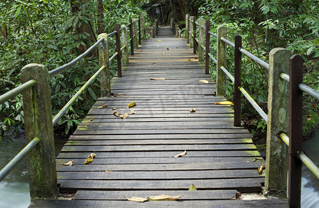 步行小径了解热带森林中的自然