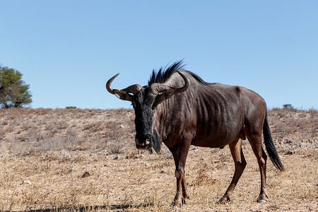 野生 (Connochaetes taurinus) 蓝色牛羚 Gnu