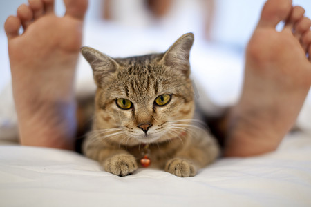 女人的脚在床上的猫