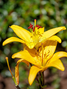 开花的黄色百合细节