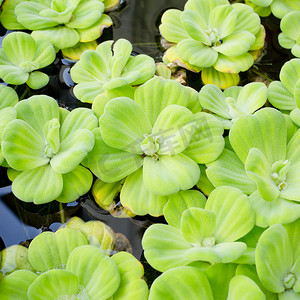 绿色水生植物摄影照片_Pistia stratiotes Linn.-水生植物背景