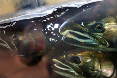 Fear Chinook Coho Salmon Close Up Issaquah Hatchery Washington