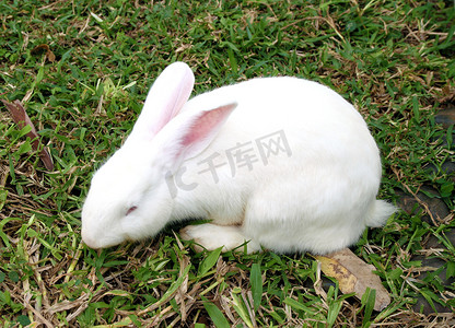 白兔眼睛摄影照片_绿草丛中的白兔