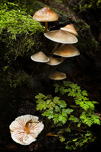 不文明的摄影照片_秋天的小群蘑菇
