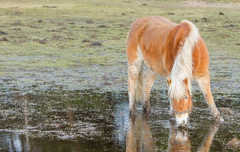 连日下雨后，马站在水池里