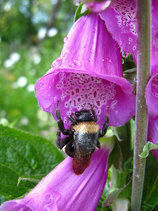蓝紫色花摄影照片_大黄蜂在紫丁香蓝铃花中