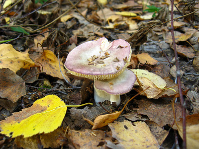 爱不可挡摄影照片_在木头的不可食的蘑菇