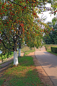 秋天小镇公园里的红花楸浆果